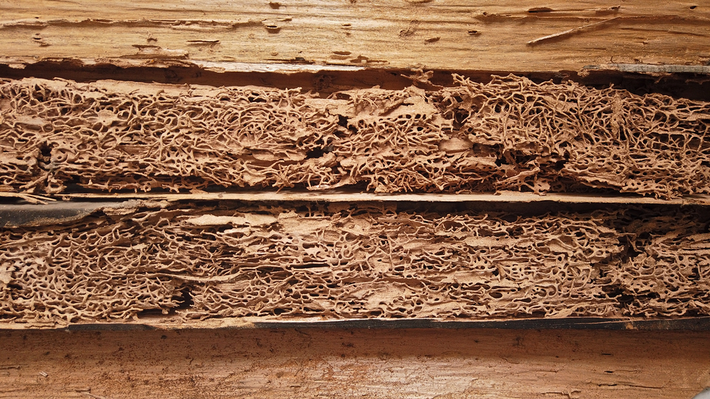 Reconnaître et se débarrasser des termites