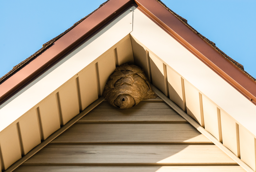 nid de guêpes ou d'abeilles installé dans votre toiture