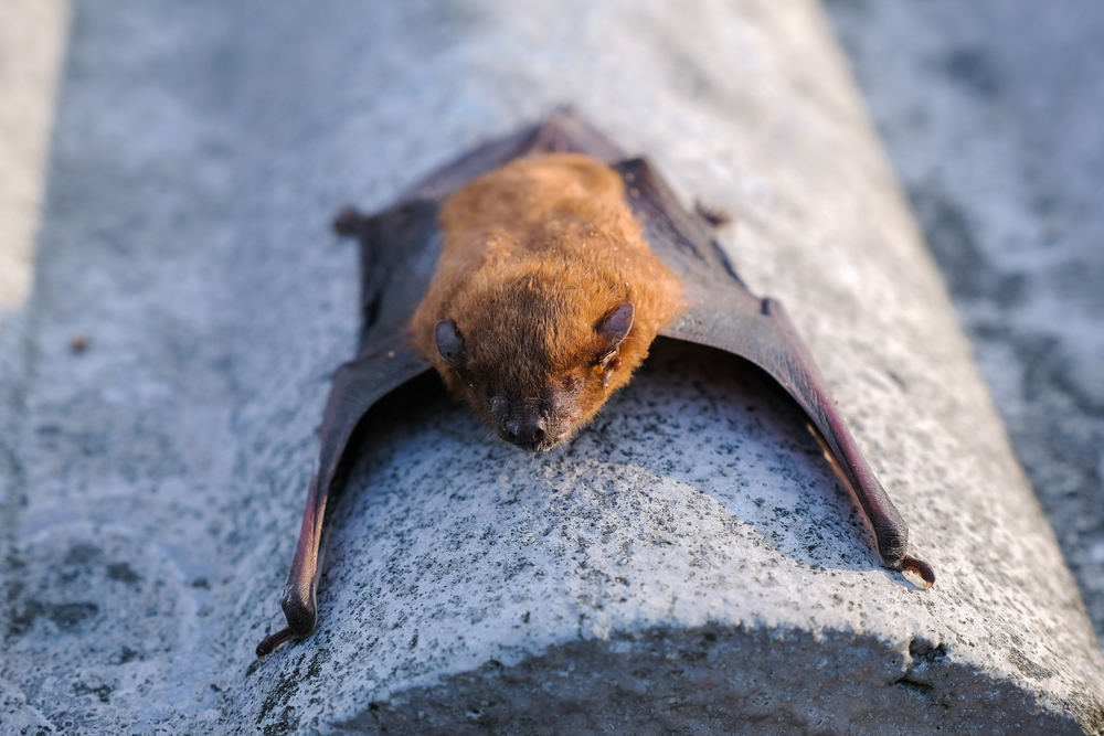 reconnaître et se débarrasser de chauve-souris dans son grenier