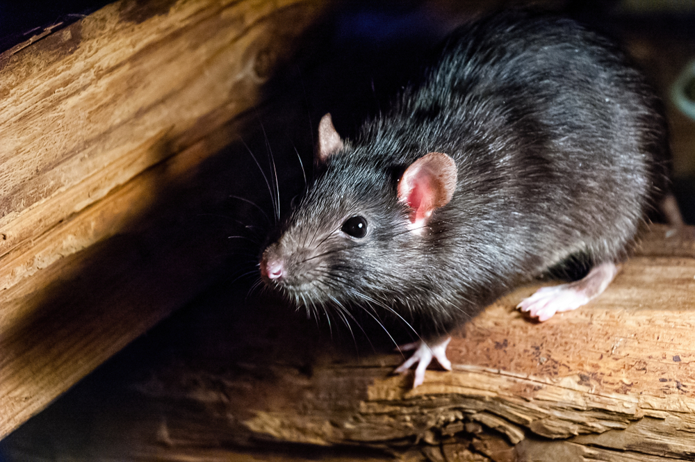 Pièges souris efficace sans tuer, Piège rat efficace, piège Mulots